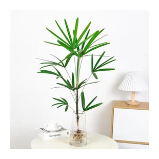 水培金山棕竹室内桌面盆栽花卉盆景带根子老桩比马醉木吊钟还好养