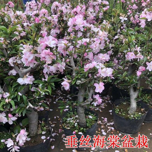 垂丝海棠花树苗盆栽盆景原盆土发货室内好养耐寒花卉庭院观花植物