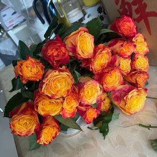 切花火焰月季大苗多季淡香大花阳台盆栽带花庭院植物玫瑰花卉勤花