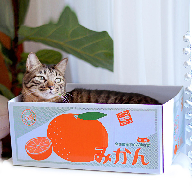 猫窝猫玩具猫抓板能磨爪的猫纸箱房子瓦楞纸蹭痒耐磨宠物猫咪用品,宠物/宠物食品及用品,猫抓板,淘宝优惠券,粉丝福利购,淘宝优惠卷