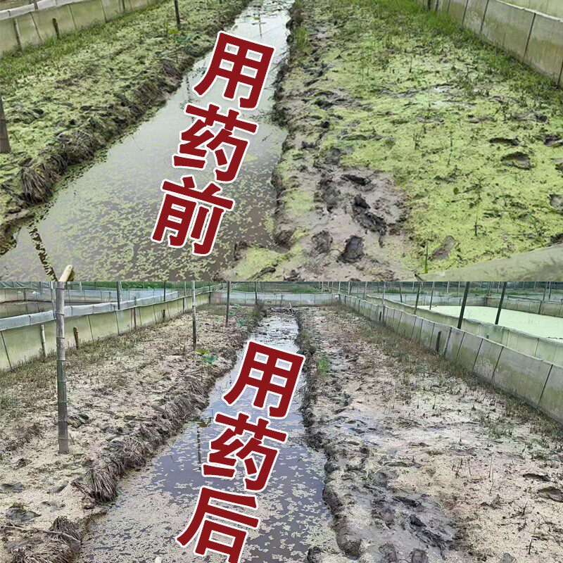 浮萍净水产养殖不伤鱼虾蟹蝌蚪除浮萍一喷灵克星杀除剂灭浮萍清理