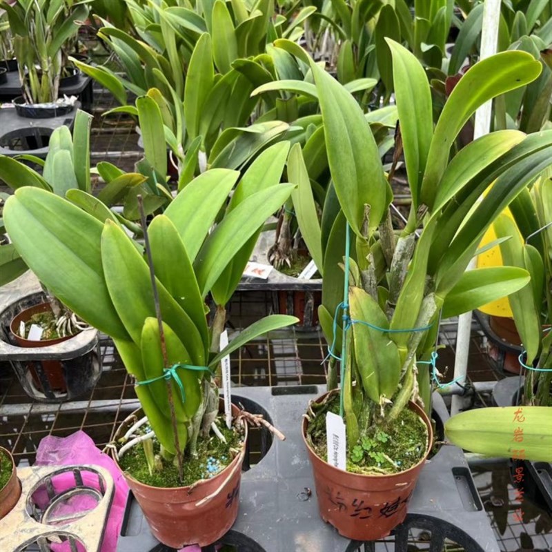 卡特兰粉红娃娃原盆连体今年开花苗盆栽洋兰花卉办公室客厅卧室兰