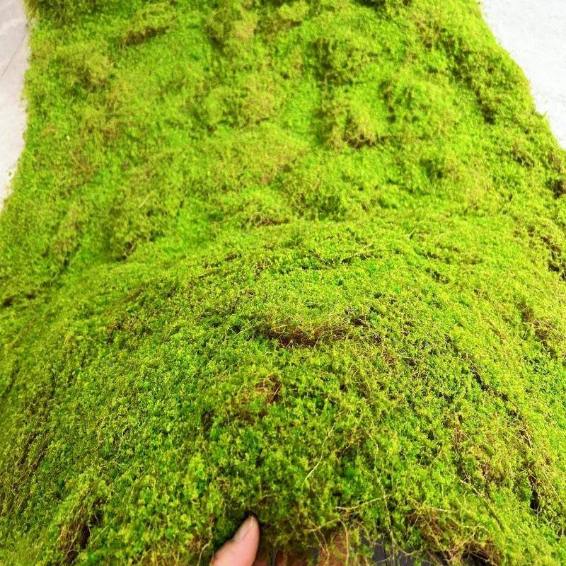 秋馆色Eva植生BNV物墙苔地毯平面永绿黄色草坪青苔墙园藓林文化软