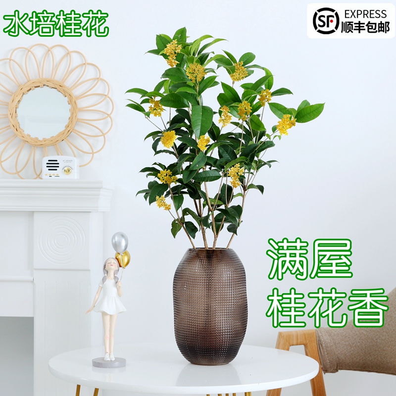 水培桂花树苗盆栽水培浓香型花卉室内植物花苗客厅绿植四季开花