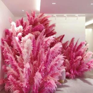 粉色商芦苇干花网花红景观花束饰婚庆场ADE橱窗装红色芦苇室内外
