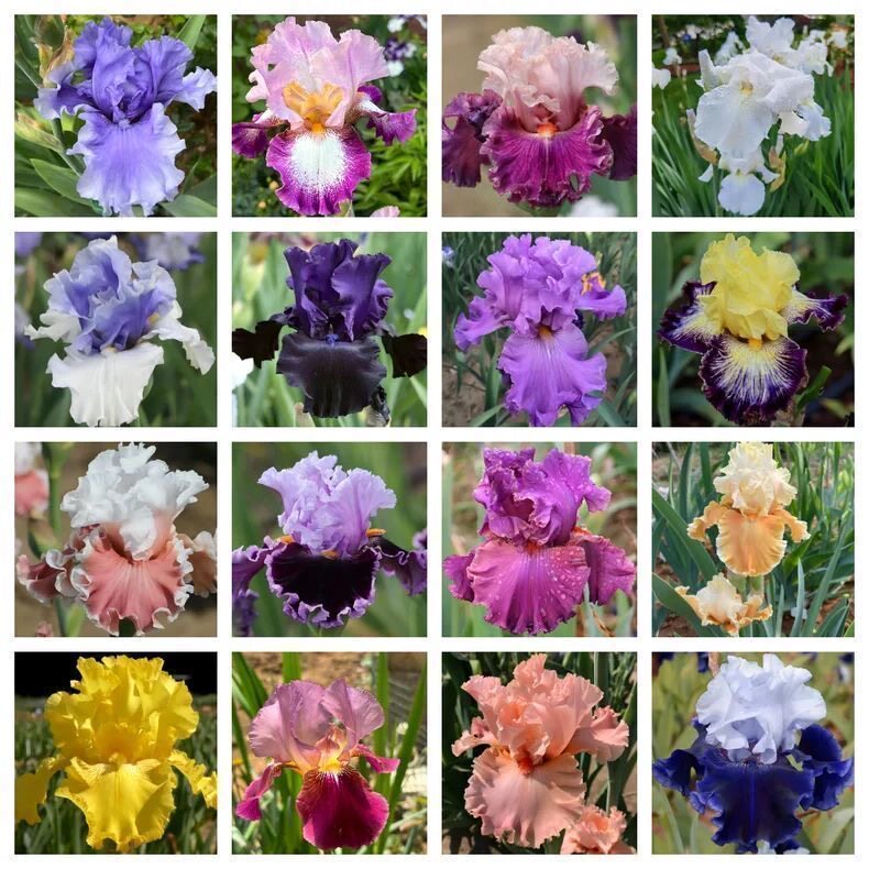 进口德国鸢尾盆栽多年生花苗耐旱较耐寒阳台盆栽庭院地栽花卉植物