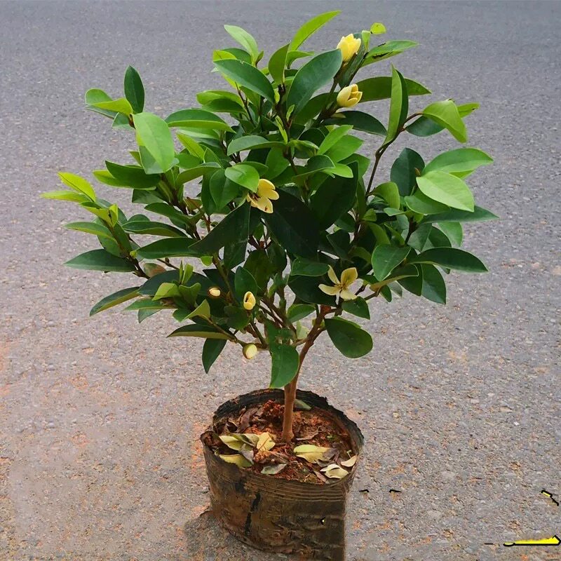 含笑花苗盆栽浓香型花卉多季常青植物庭院阳台耐寒耐含笑树