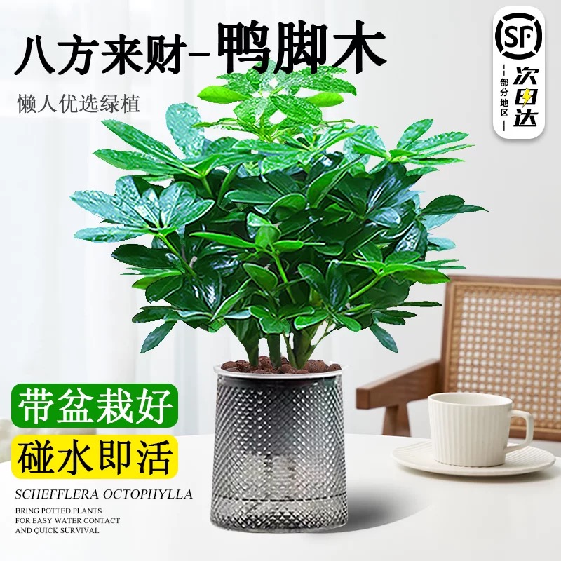 招财绿植物室内花卉四季常青客厅