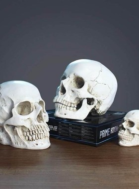 艺用人体肌肉骨骼骷髅模型绘画素描艺考美院美术教学1:1头骨摆件