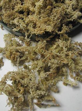 苔水园艺水水苔栽JLS08854培基苔质水苔蝴蝶兰水苔