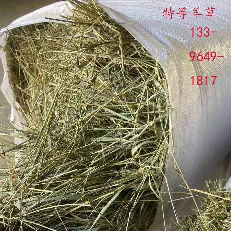 牛草羊草2025年新羊草 特等羊草碱草颜色绿碱草率高
