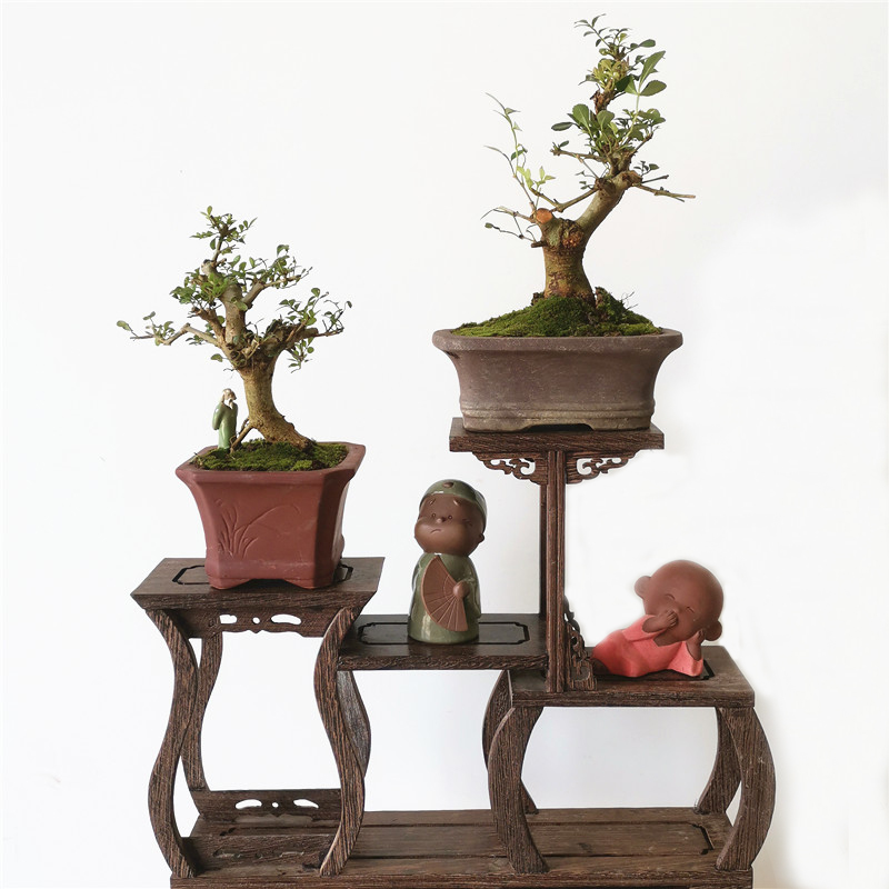 微型对节白蜡盆景小叶对接白蜡掌中宝盆栽室内绿植办公室阳台耐寒