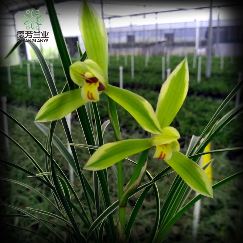 金边兰花苗名贵春兰皎月四季兰草浓香花卉观花盆栽植物室内盆景