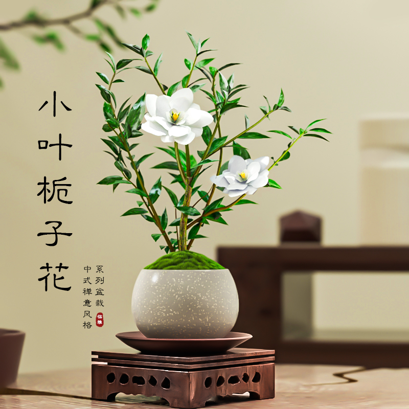 小叶栀子花盆栽植物室内办公桌好养花卉绿植桌面迷你盆景摆件装饰