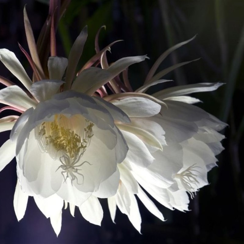 昙花苗盆栽植物室内阳台观花花卉四季易成活浓香绿植盆景昙花一现