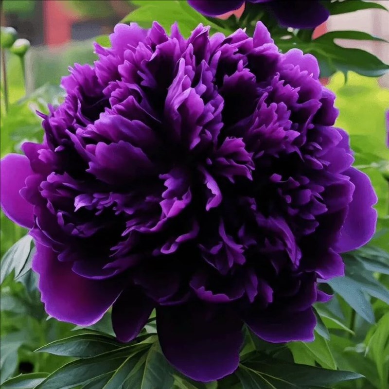 牡丹花苗正宗精品牡丹花苗 8年老桩苗 木本花卉庭院地栽阳台盆栽