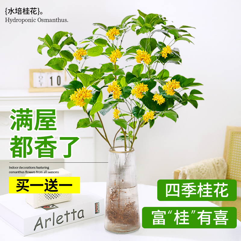 水培植物桂花树苗盆栽带花浓香室内办公室桌面水养四季桂绿植花卉