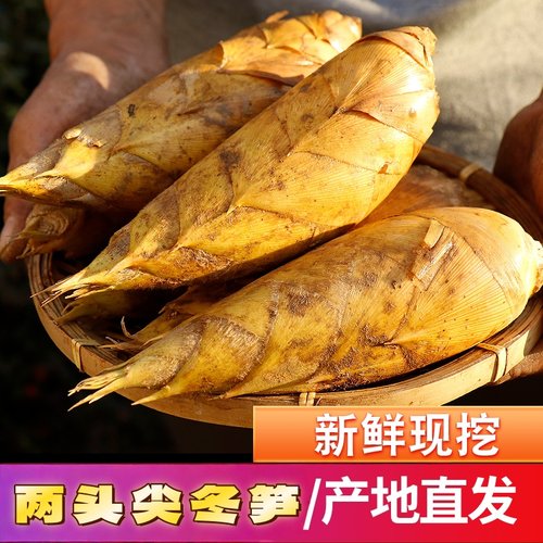 【精品两头尖冬笋】单颗4两以上 5斤新鲜竹笋顺丰冷链