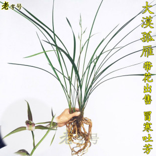 有香味的兰花苗大漠孤雁 寒兰冬带浓香花苞出售好养绿植花卉盆栽