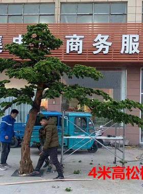 仿真迎客松松树绿20211118罗汉松景假植松树商场室内装饰造美人观