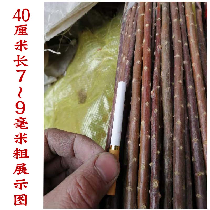 新疆红柳l烧烤针红柳签子红柳烤肉签子红柳木枝签字红柳枝烤肉签