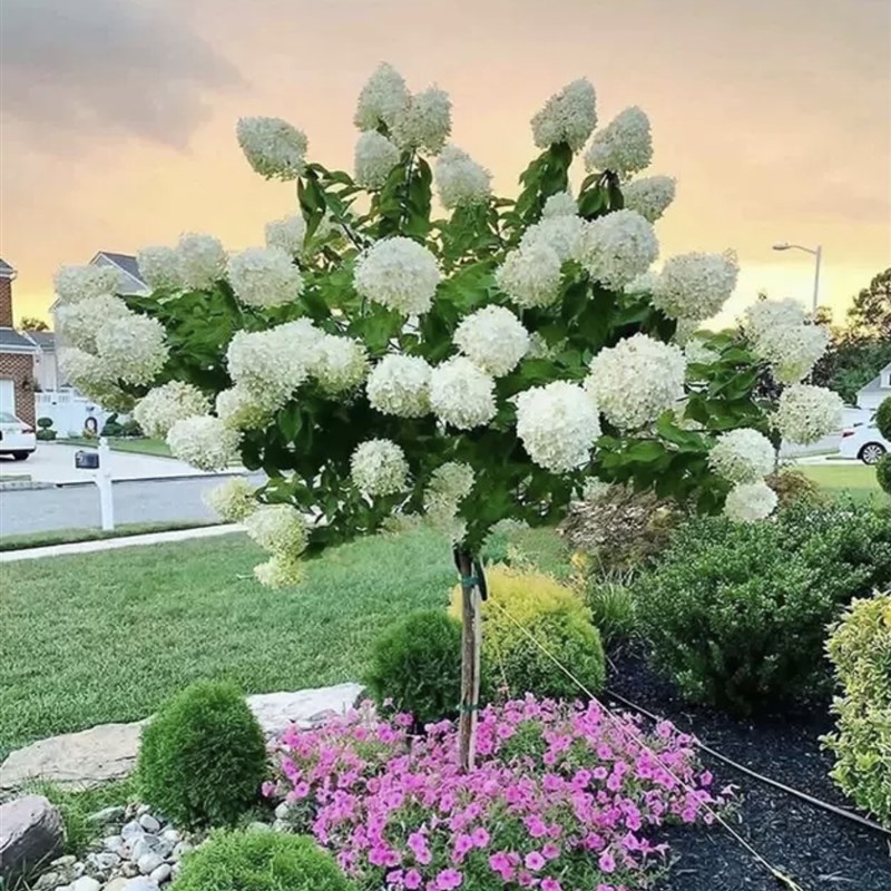 圆锥绣球花苗石灰灯香草草莓棒棒糖盆栽庭院别墅多年生耐寒花卉