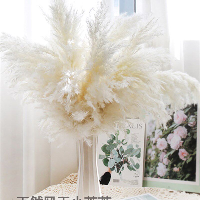天然小芦苇干花花束五节芒蒲苇永生花小芦柴客厅摆件桌面装饰真花