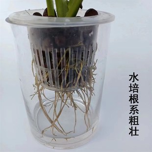 水培仙洞龟背竹盆栽多孔爬藤室内喜阴植物桌面花卉好养净化空气