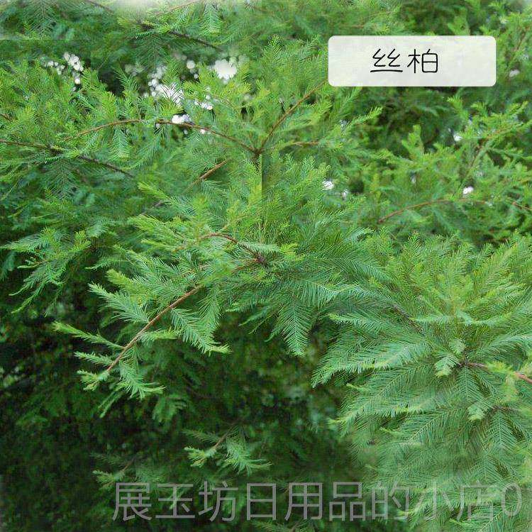 高档国进口丝柏精油3ml0收缩孔抗菌控油法驱虫香薰按摩毛单方精油