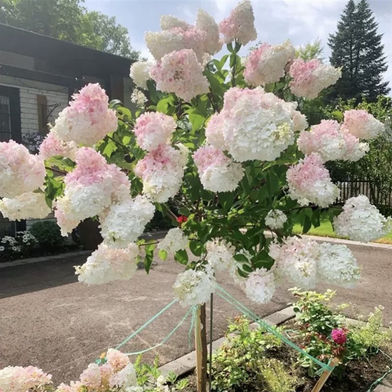 圆锥绣球花苗石灰灯香草草莓棒棒糖盆栽庭院别墅多年生耐寒花卉