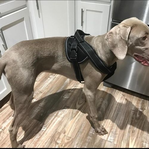 狗狗胸背带宠物牵引绳狗大中小型犬狗绳金毛项圈防爆冲背带用品