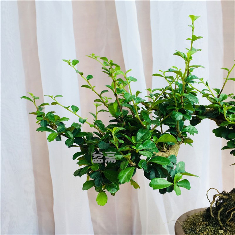 悬崖福建茶盆景办公桌绿植小叶岭南树桩开花结果趣味提根福建茶