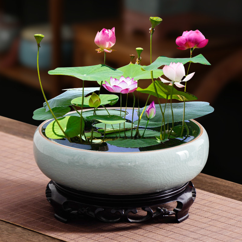 碗莲一叶莲专用水培哥窑花盆家用阳台客厅摆件莲花水养大口径器皿