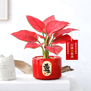 如意吉利红小盆栽红掌室内绿植净化空气桌面摆件四季好养招财盆栽