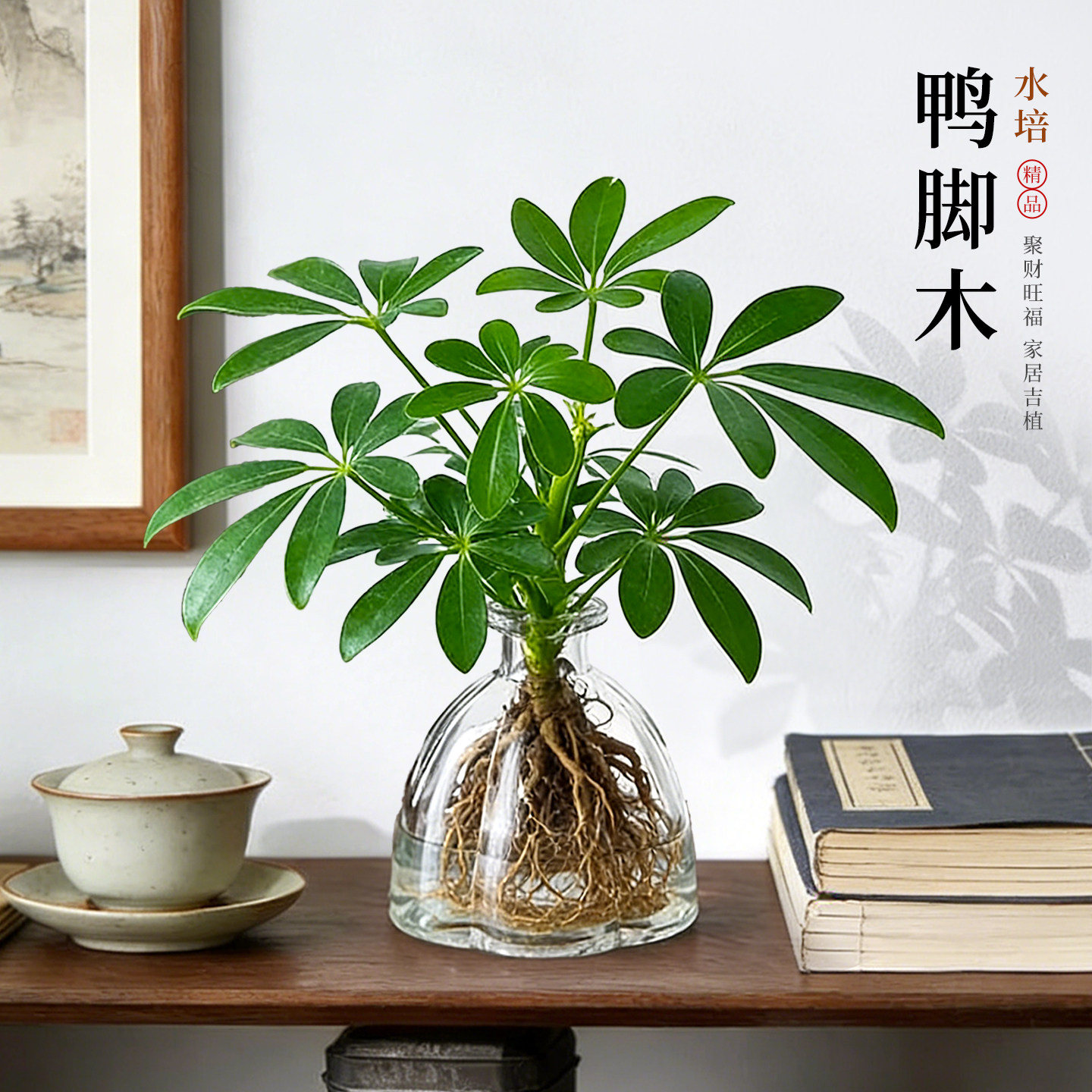 适合懒人的植物|水培鸭脚木绿植图片