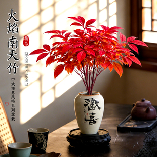 火焰南天竹绿植老桩盆景树苗植物花卉盆栽室内客厅耐寒四季好养活