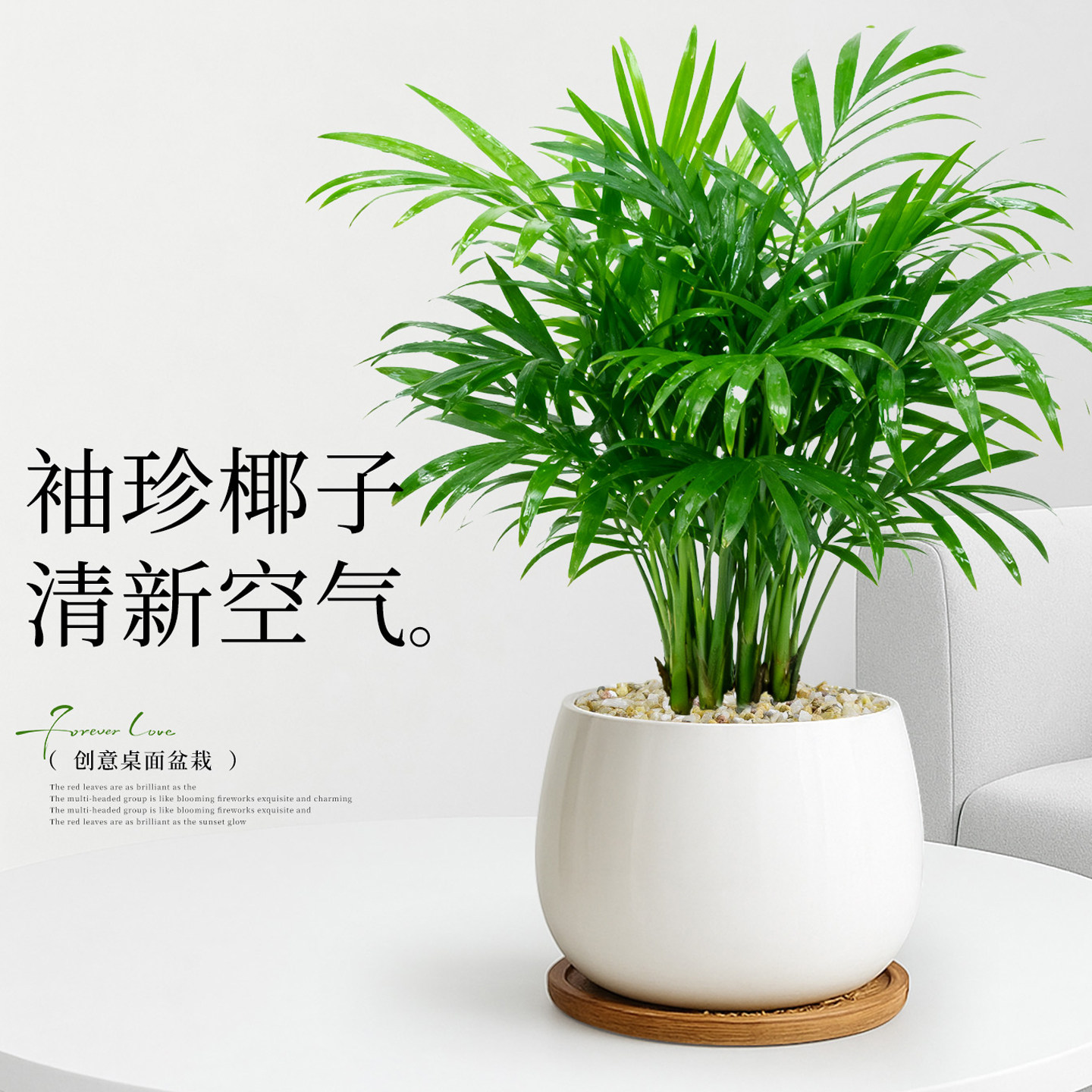 懒人好养四季常青袖珍椰子盆栽