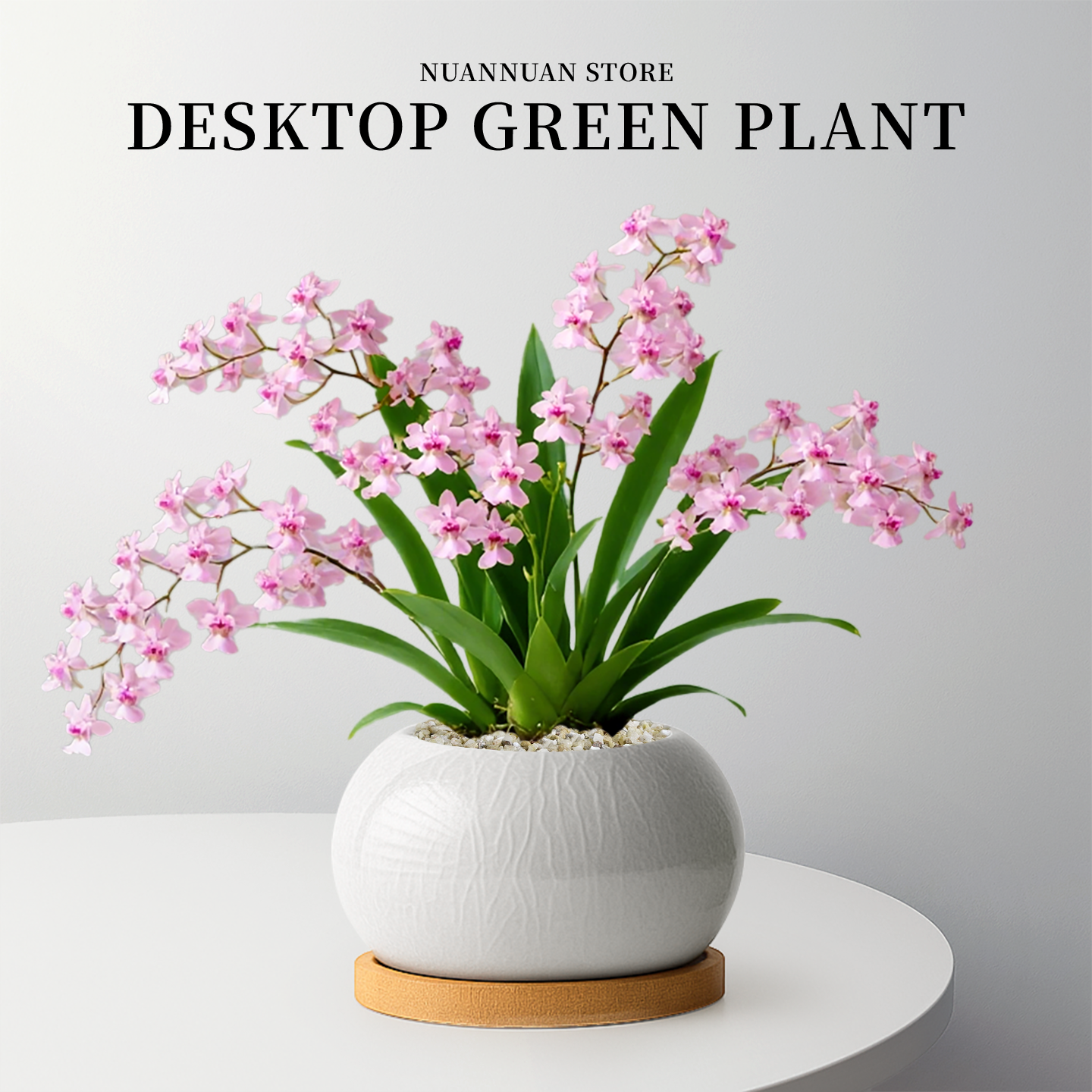 文心兰盆栽梦香兰带花苞绿植花卉盆景办公室内客厅桌面摆件好养活,鲜花速递/花卉仿真/绿植园艺,国兰/杂交兰/洋兰类,淘宝优惠券,粉丝福利购,淘宝优惠卷