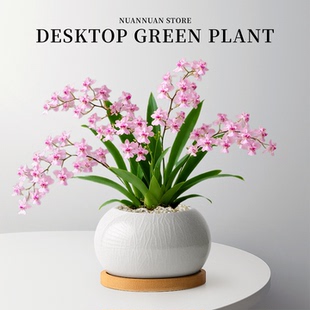 文心兰盆栽梦香兰带花苞绿植花卉盆景办公室内客厅桌面摆件好养活