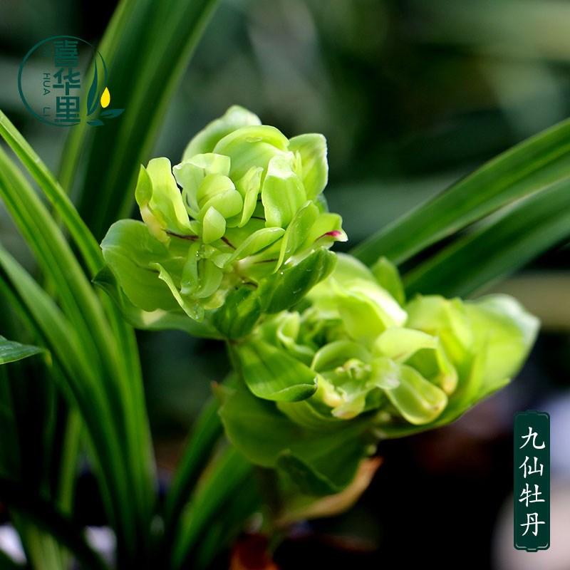 喜花里兰花苗春兰铭品奇花九仙牡丹带花浓香好养室内花卉绿植盆栽