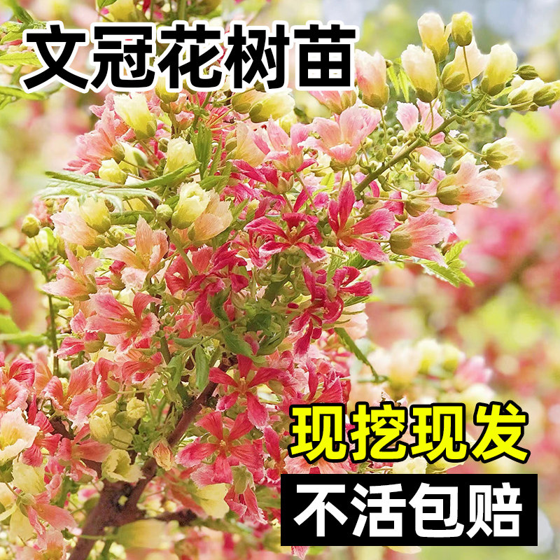 文冠花树苗状元花大棵绿植室内盆栽庭院四季好养花卉多年生植物