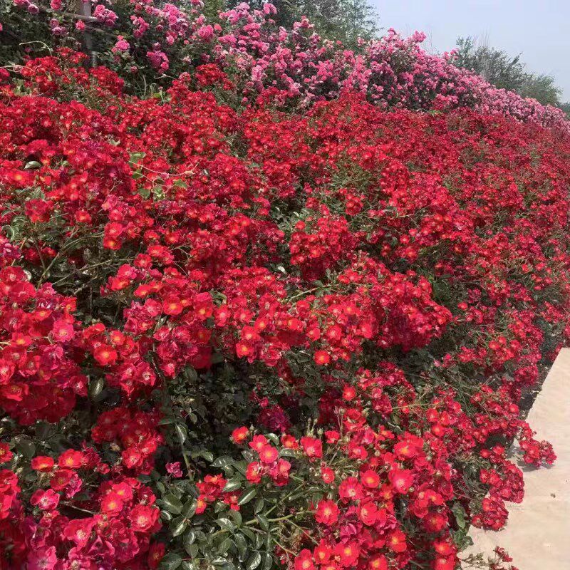 耐寒天鹅绒地毯月季 耐高温开花机器花期长低维护庭院地被月季花,鲜花速递/花卉仿真/绿植园艺,月季/蔷薇/玫瑰,淘宝优惠券,粉丝福利购,淘宝优惠卷