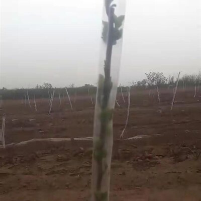 加厚花木树木果树防冻膜保温膜暖罩果木树苗防寒嫁接直筒塑料套袋