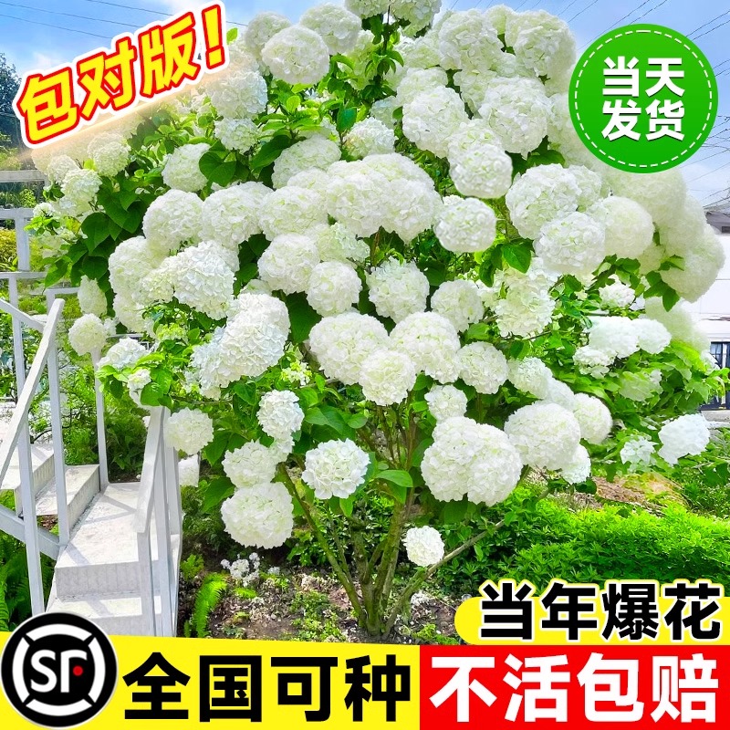 中华木绣球树苗大花斗球苗老桩白麻球庭院别墅木本风景树无尽夏花