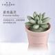 室内持久家用淡香熏 正品 香度多肉陶瓷无火薰 香香油摆精件高级感