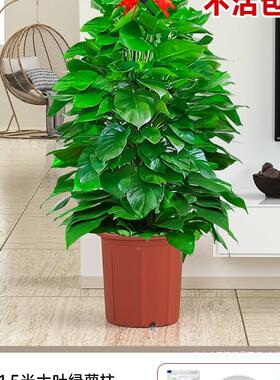 绿萝柱盆物公栽绿萝花盆客厅旺TIX宅树办室内大型绿植好养落大地
