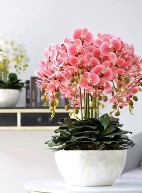 感蝴几蝶F76JJMS6兰花套装盆景客装饰厅餐桌边摆设假手花盆栽摆件