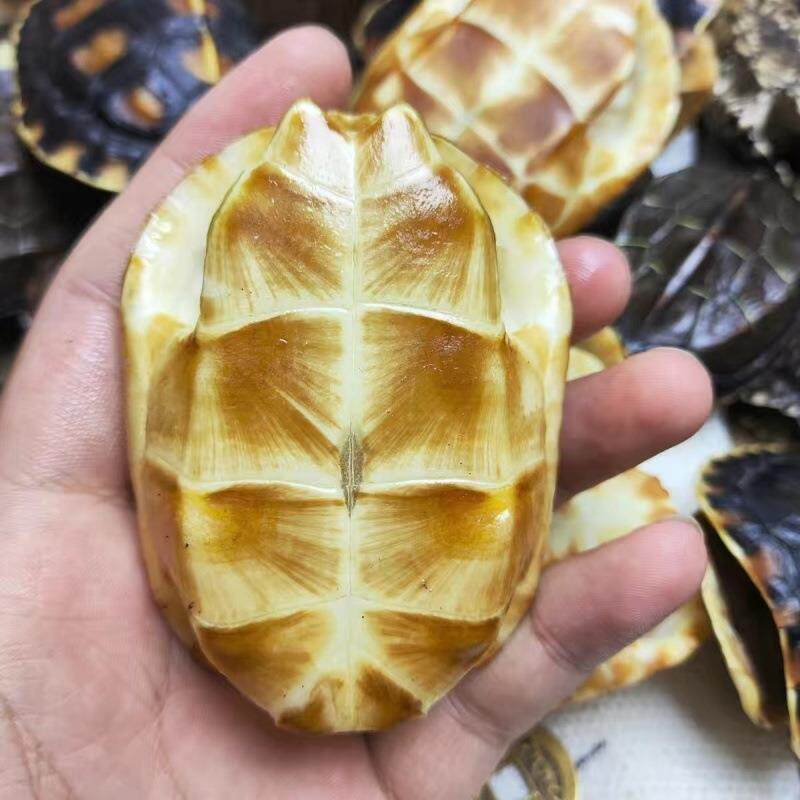 龟壳完整天真品宜然草9龟甲文玩富YDS甲手把件摆件9便.蝴蝶流水