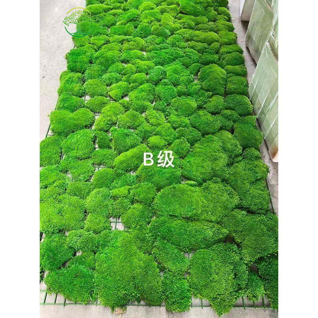 仿植物青苔苔鹿角藓白SB-ZTX-5发藓大灰藓室造景装饰真内铺底面高
