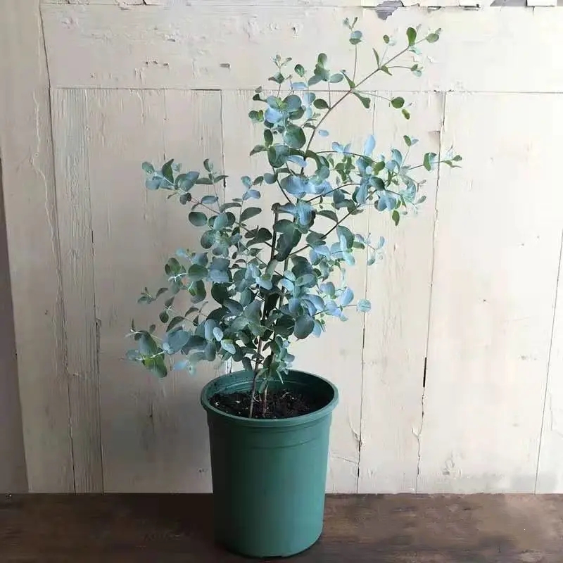 尤加利盆栽欧式观叶植物 尤加利 花园花镜盆栽四季常绿花卉